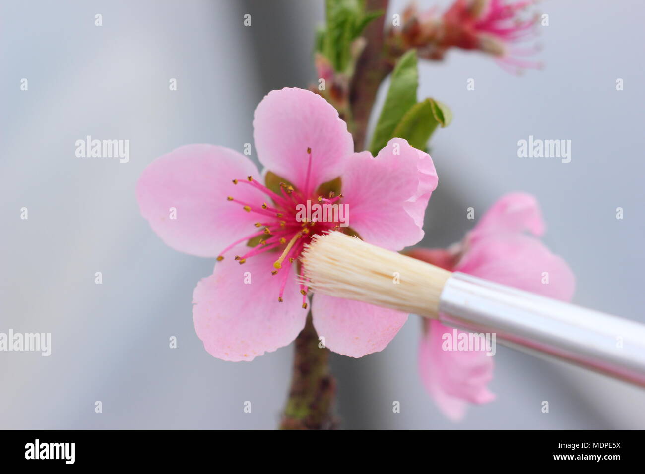 Pesche noci Madame Blanchett dwarf pesche noci (Prunus persica var. pesche noci) blossoms essendo impollinate a mano con un morbido pennello fine a inizio primavera, REGNO UNITO Foto Stock