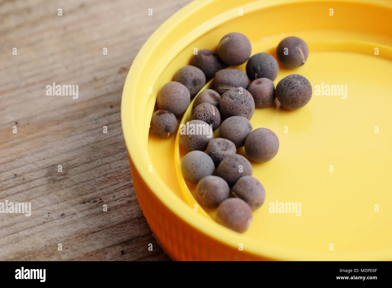 Lathyrus odoratus pisello dolce semi in un piccolo contenitore prima della semina, REGNO UNITO Foto Stock