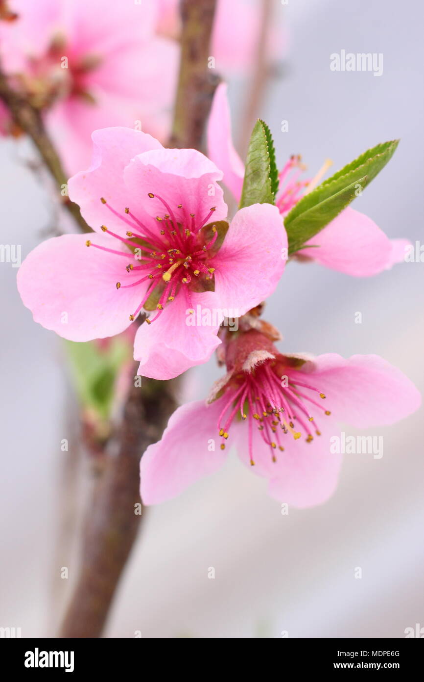 Pesche noci Madame Blanchett dwarf pesche noci (Prunus persica var. pesche noci) fiore in primavera, cresciuto in un polytunnel, REGNO UNITO Foto Stock