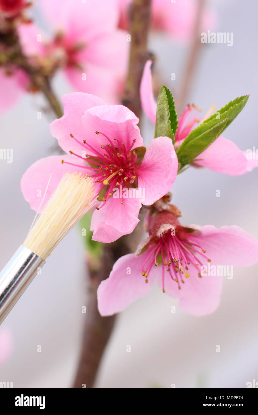 Pesche noci Madame Blanchett dwarf pesche noci (Prunus persica var. nectarina) blossoms essendo impollinate a mano con un morbido pennello fine a inizio primavera, REGNO UNITO Foto Stock