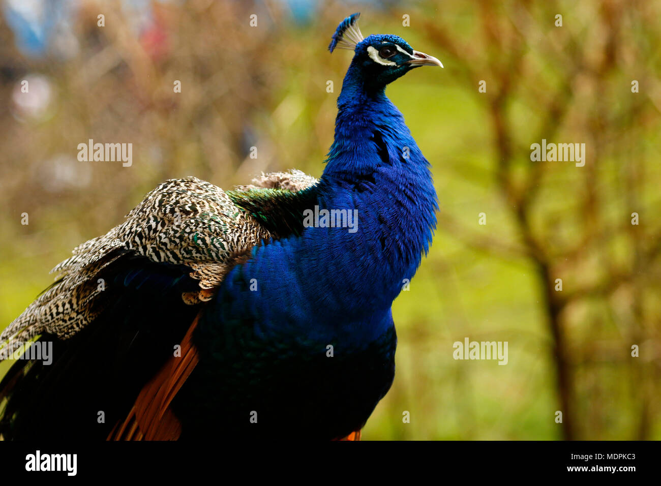 Bellissimo Pavone maschio a Dartmoor Zoological Park Foto Stock