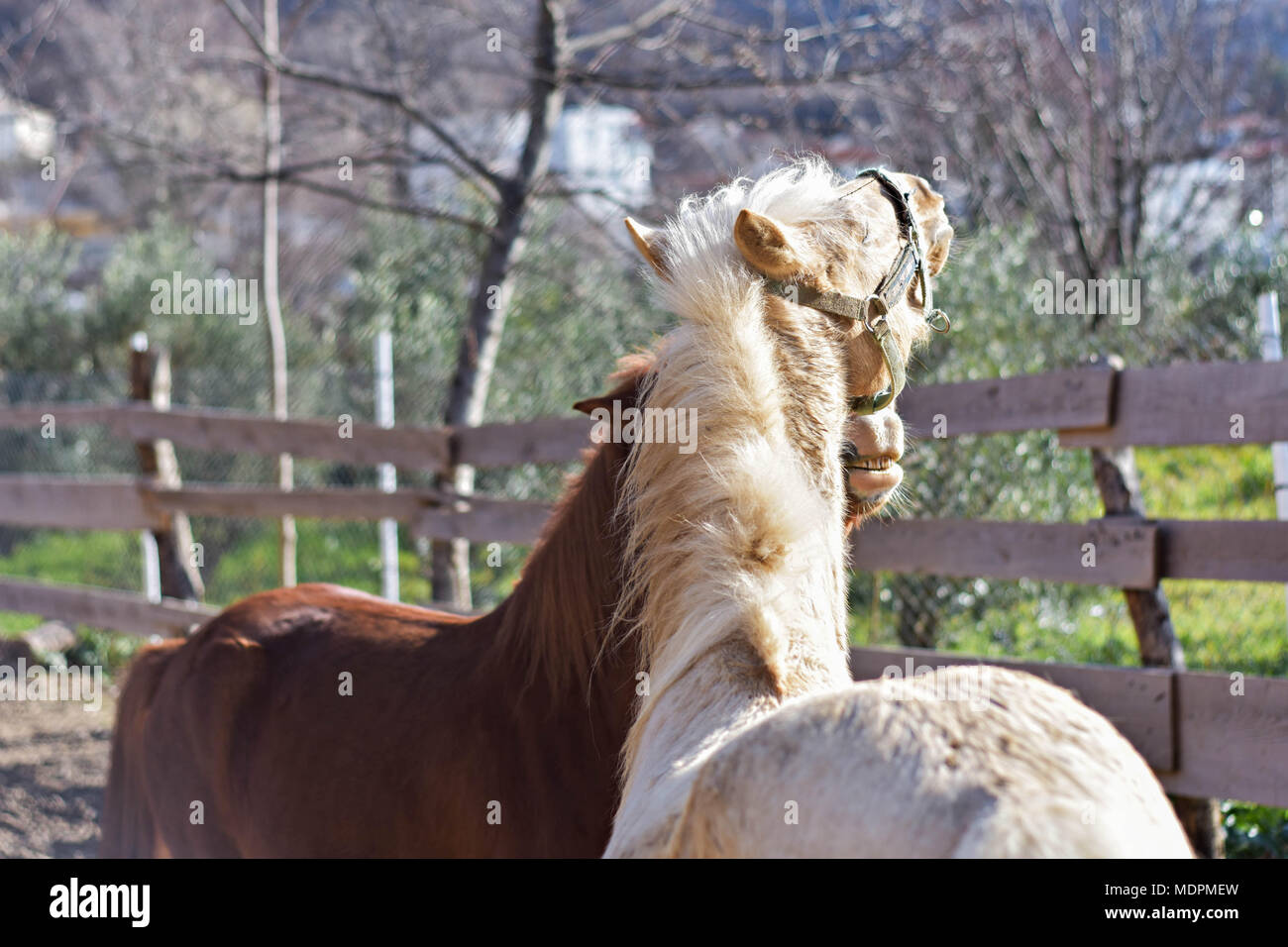 Closeup ritratto di due cavalli giocoso insieme al campo di fattoria/ marrone e cavalli bianchi giocare insieme Foto Stock