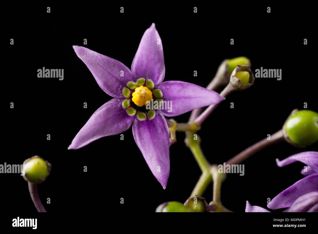 Agrodolce Solanum dulcamara fiori nord Dorset England Regno Unito. L'agrodolce, talvolta chiamato woody nightshade, si trovano spesso in siepi e il suo Foto Stock