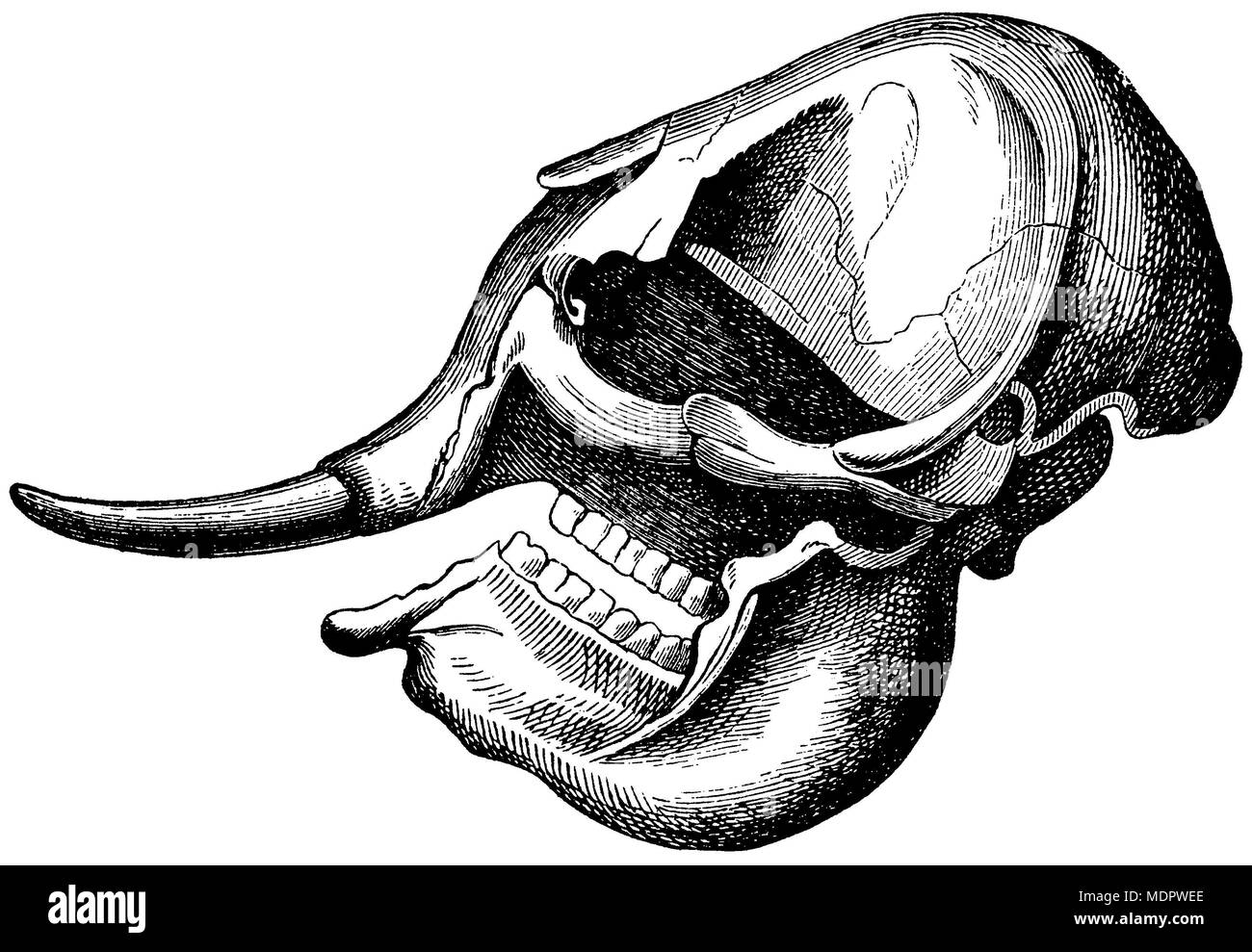 L'elefante indiano: cranio di un giovane animale, anonym 1882 Foto Stock