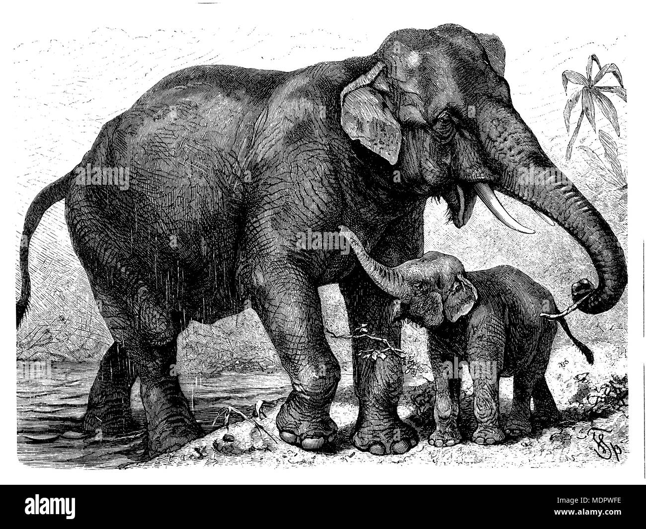 O asiatico Elefante asiatico (Elephas maximus) con un giovane elefante, Specht, Friedrich 1898 Foto Stock