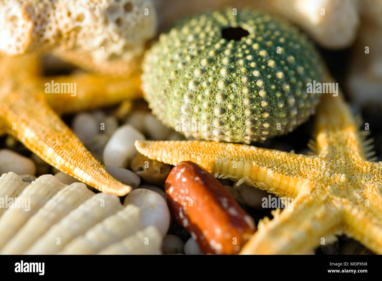 Ancora vita close up di conchiglie di mare Foto Stock