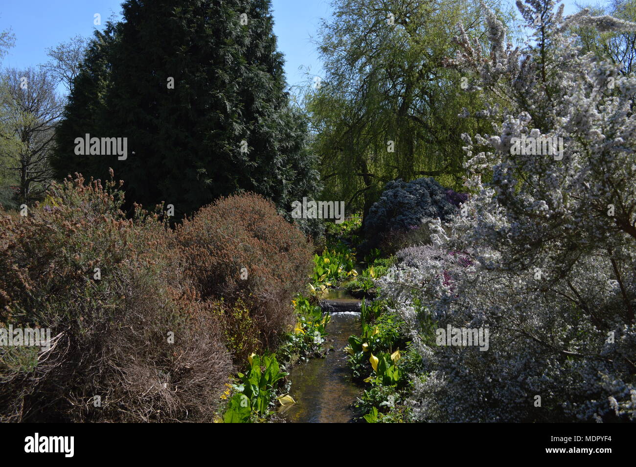 Un flusso in esecuzione attraverso Isabella Plantation in Richmond Park, Londra Foto Stock