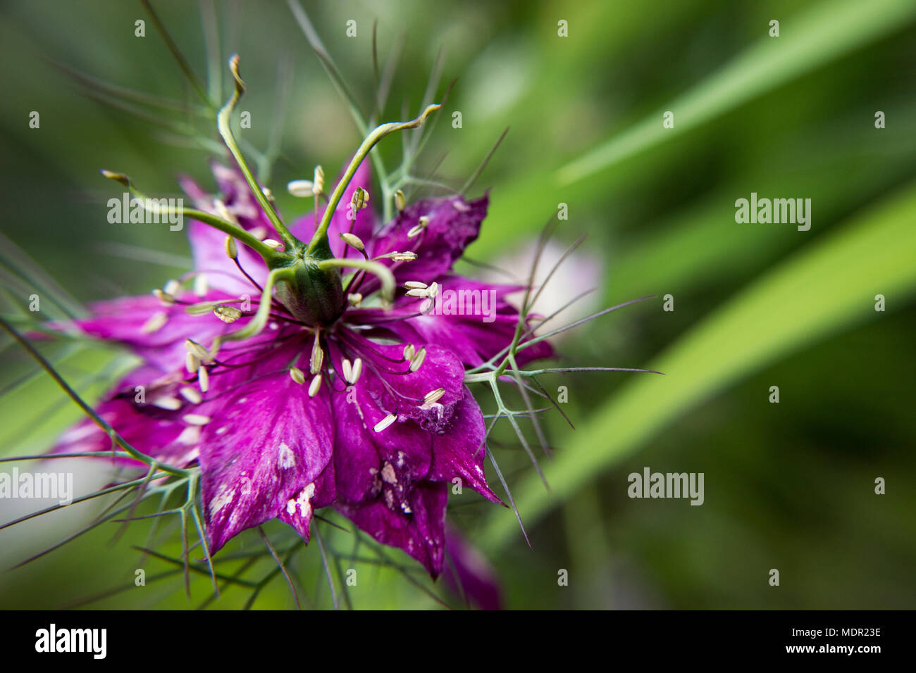 Caraways nero (nigella sativa) nel giardino Foto Stock