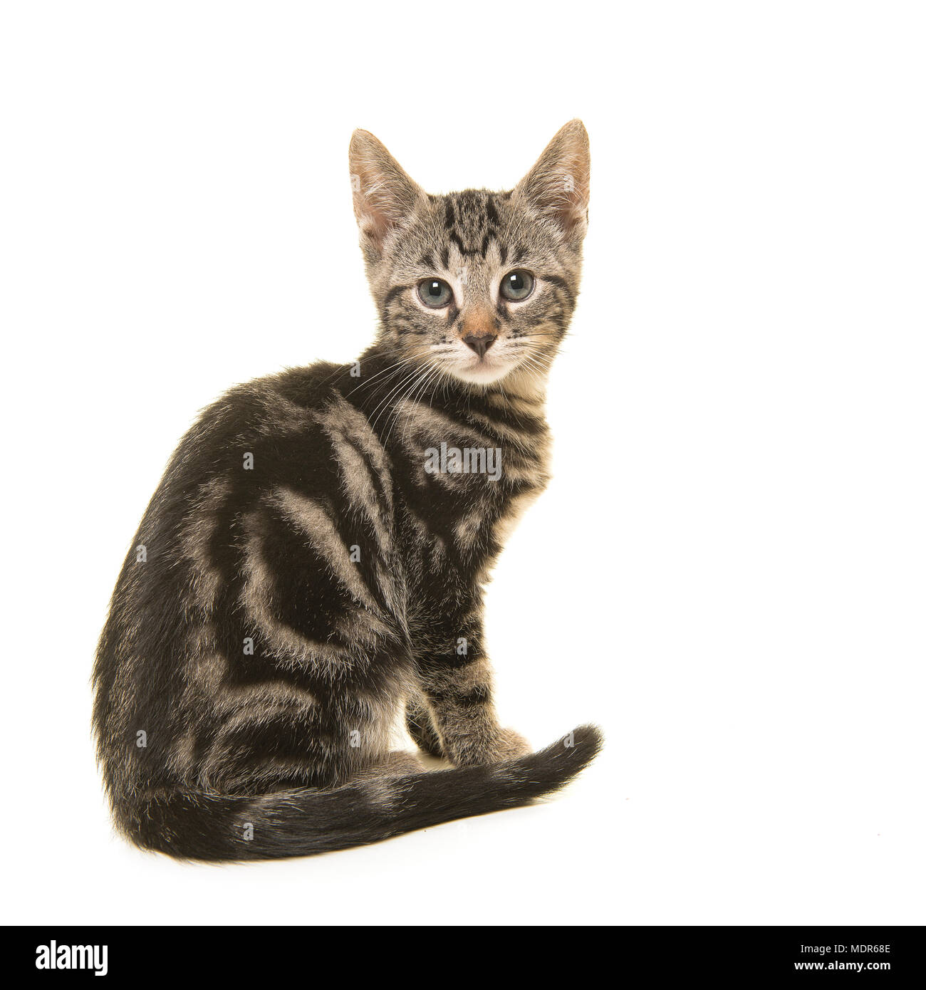Giovani tabby cat visto dal lato guardando sopra la sua spalla verso la telecamera isolata su uno sfondo bianco Foto Stock