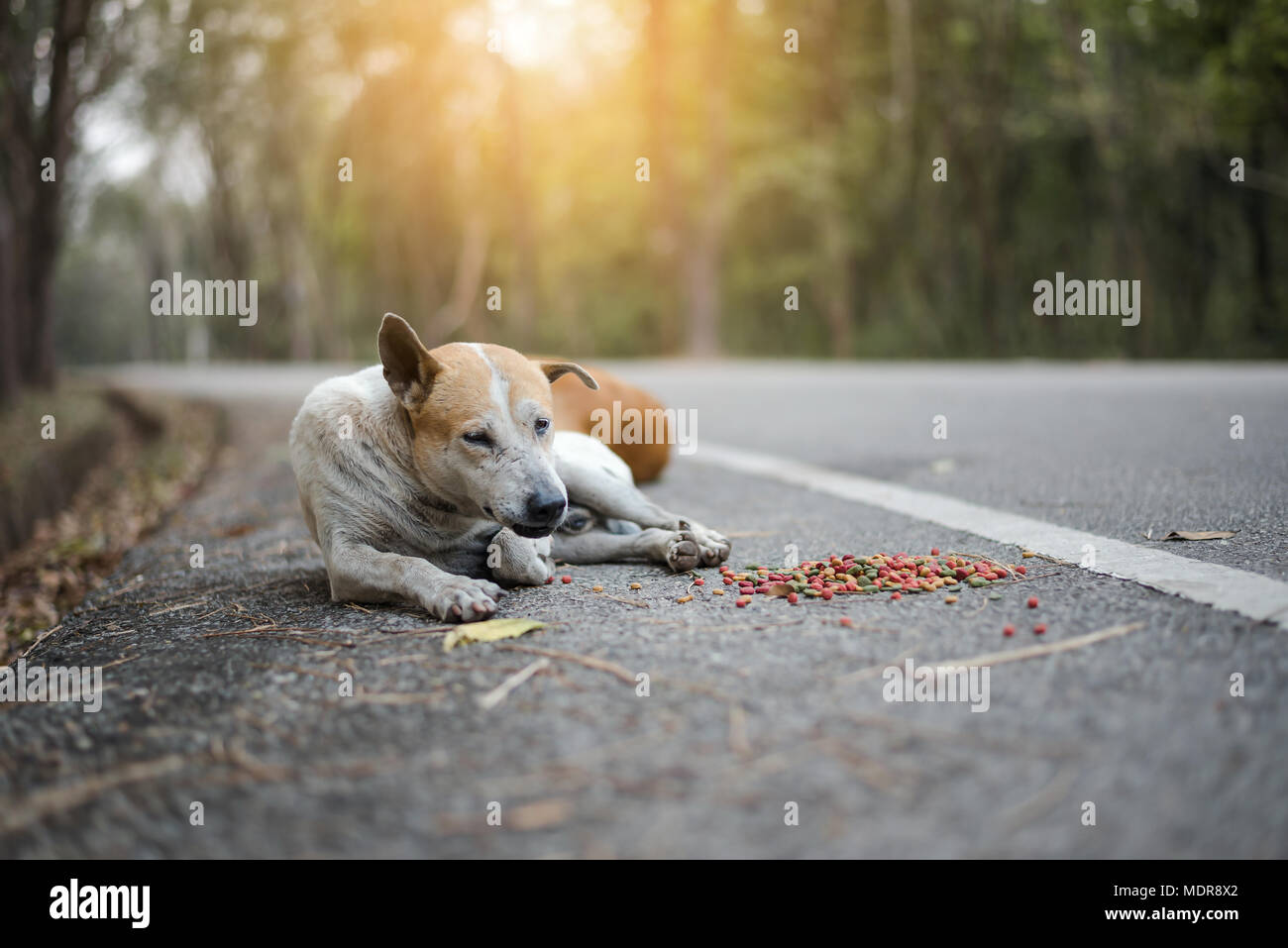 I cani randagi giacciono sul lato della strada con il cibo di cui intorno a loro Foto Stock