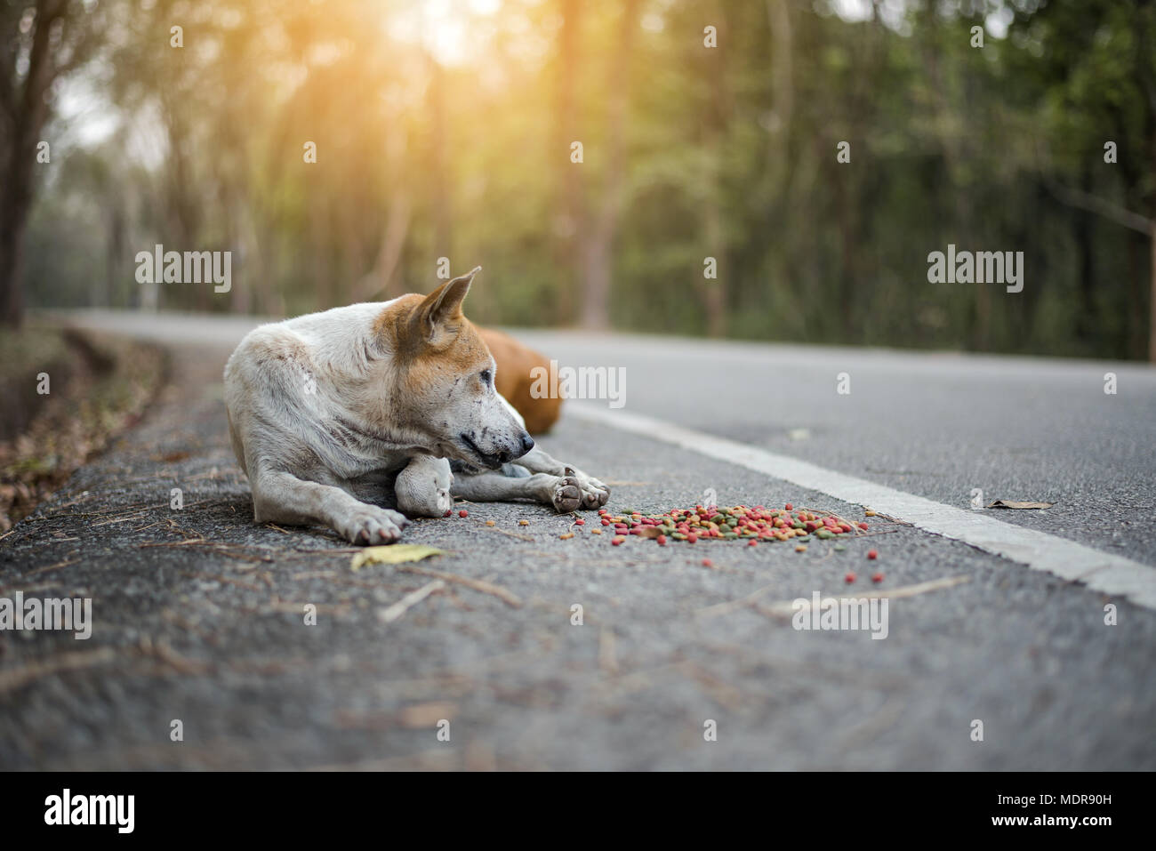I cani randagi giacciono sul lato della strada con il cibo di cui intorno a loro Foto Stock
