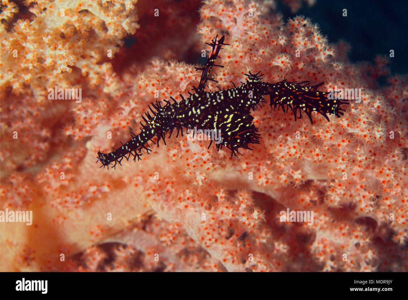 Arlecchino pipefish fantasma (Solenostomus paradoxus). La foto è stata scattata nella banda mare, Ambon, Papua occidentale, in Indonesia Foto Stock