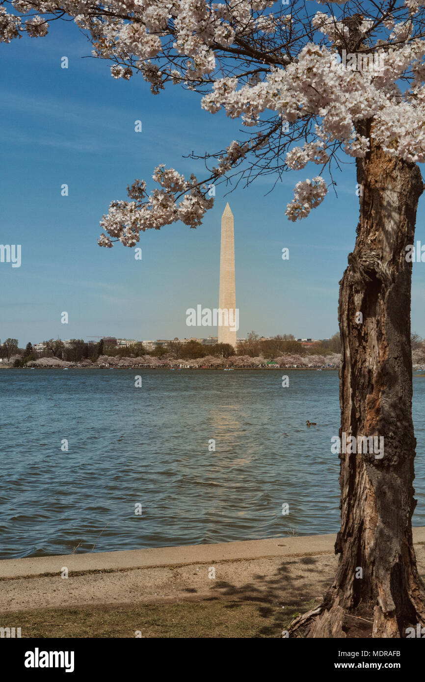 Il National Mall di Washington DC richiama una grande folla durante l annuale la fioritura dei ciliegi. Foto Stock