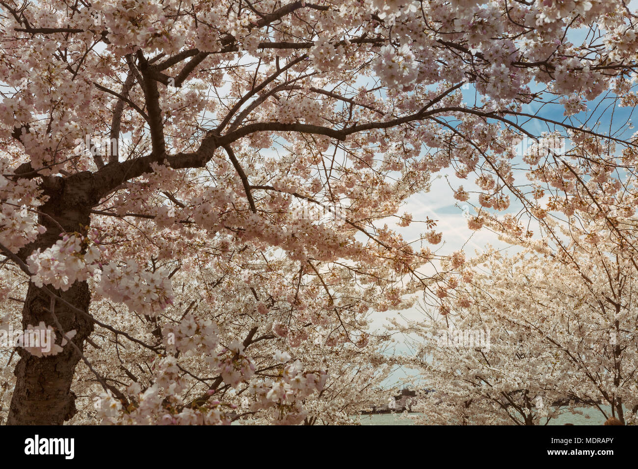 Il National Mall di Washington DC richiama una grande folla durante l annuale la fioritura dei ciliegi. Foto Stock