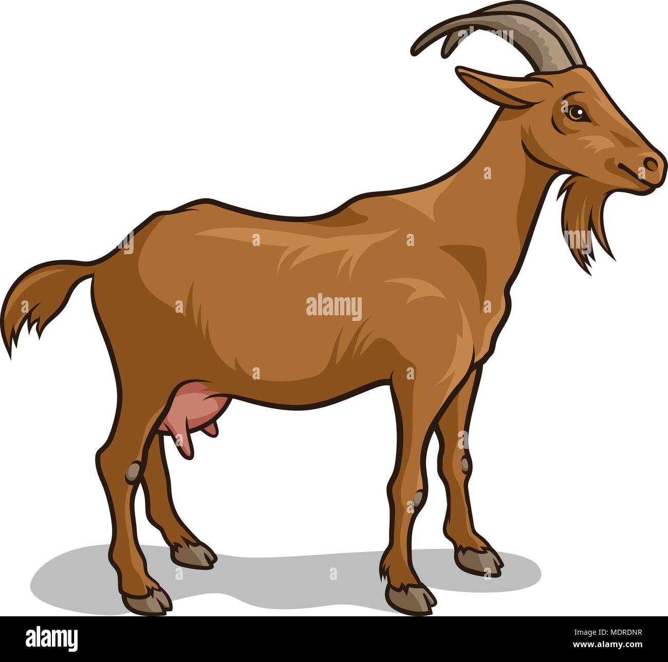 Capra isolato su bianco. Illustrazione Vettoriale Illustrazione Vettoriale