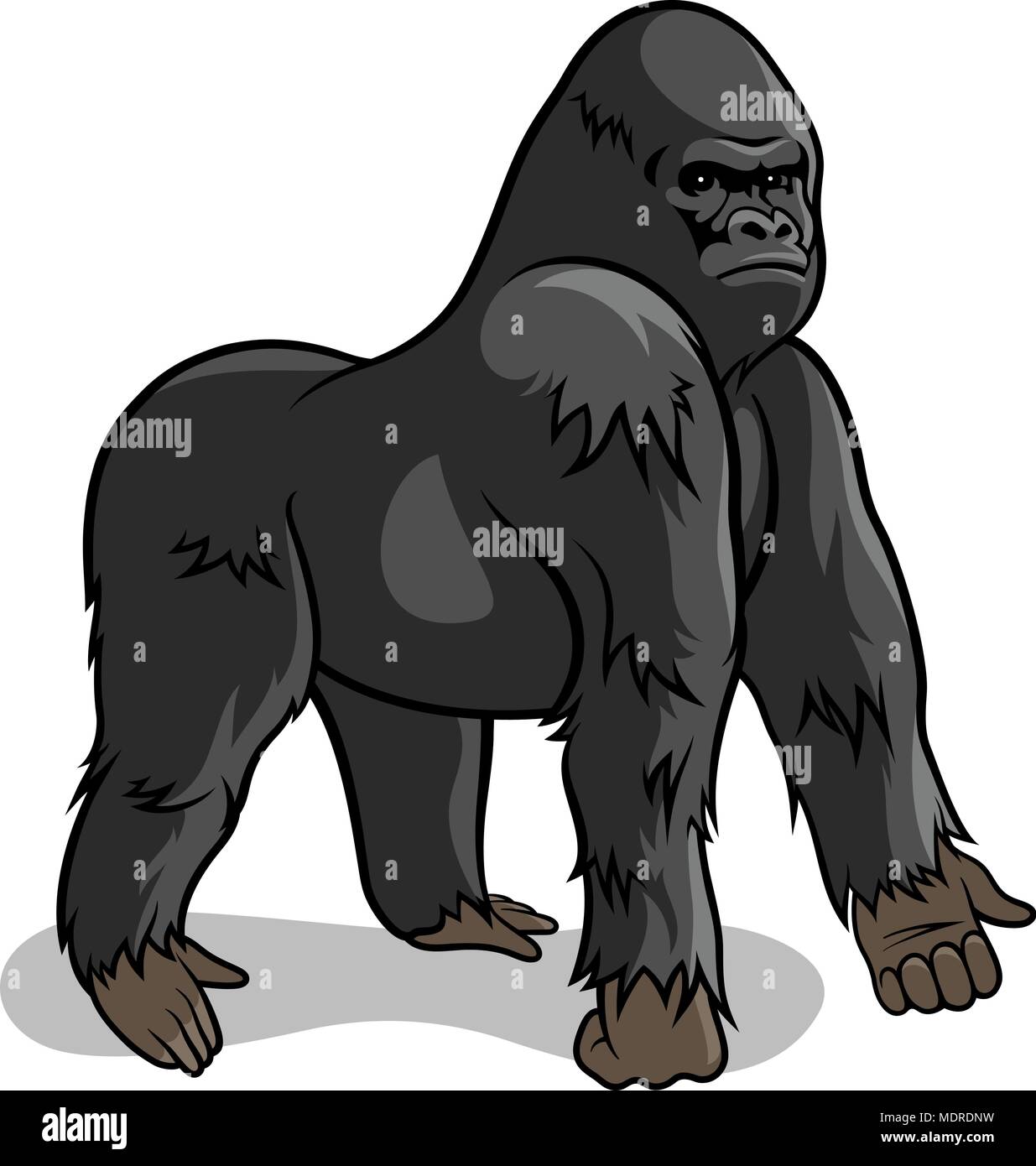 Gorilla isolato su bianco. Illustrazione Vettoriale Illustrazione Vettoriale