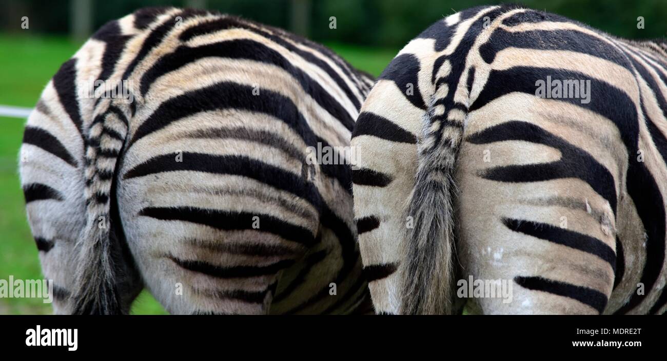 Zebra indovina l'animale che cosa sono io Foto Stock