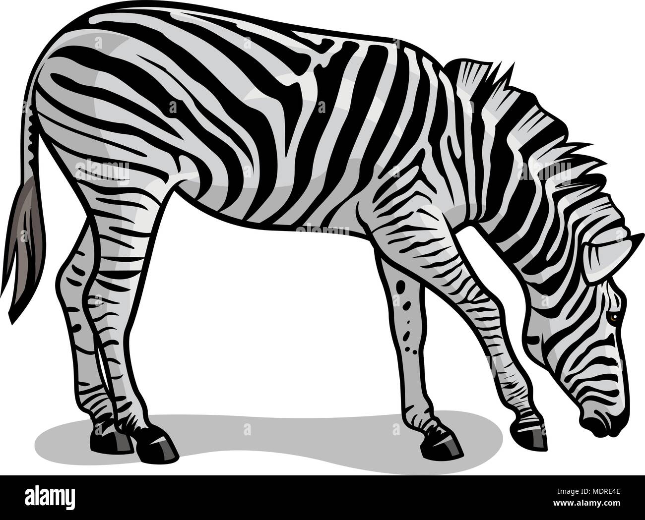 Illustrazione Vettoriale di zebra isolato su bianco. Fauna africana Illustrazione Vettoriale