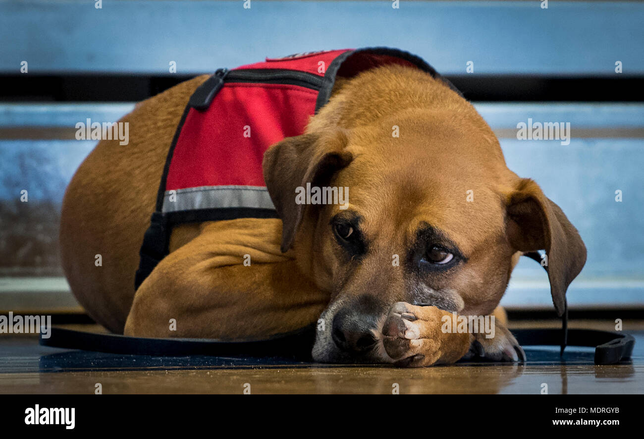 Un cane di servizio orologi un pomeriggio giochi guerriero sessione presso la Air Force del team training camp a Eglin Air Force Base Fla., 18 aprile. La base-hosted, week-long Warrior giochi training camp è il team di ultima sessione di prove prima del concorso annuale nel mese di giugno. (U.S. Air Force foto/Samuel King Jr.) Foto Stock