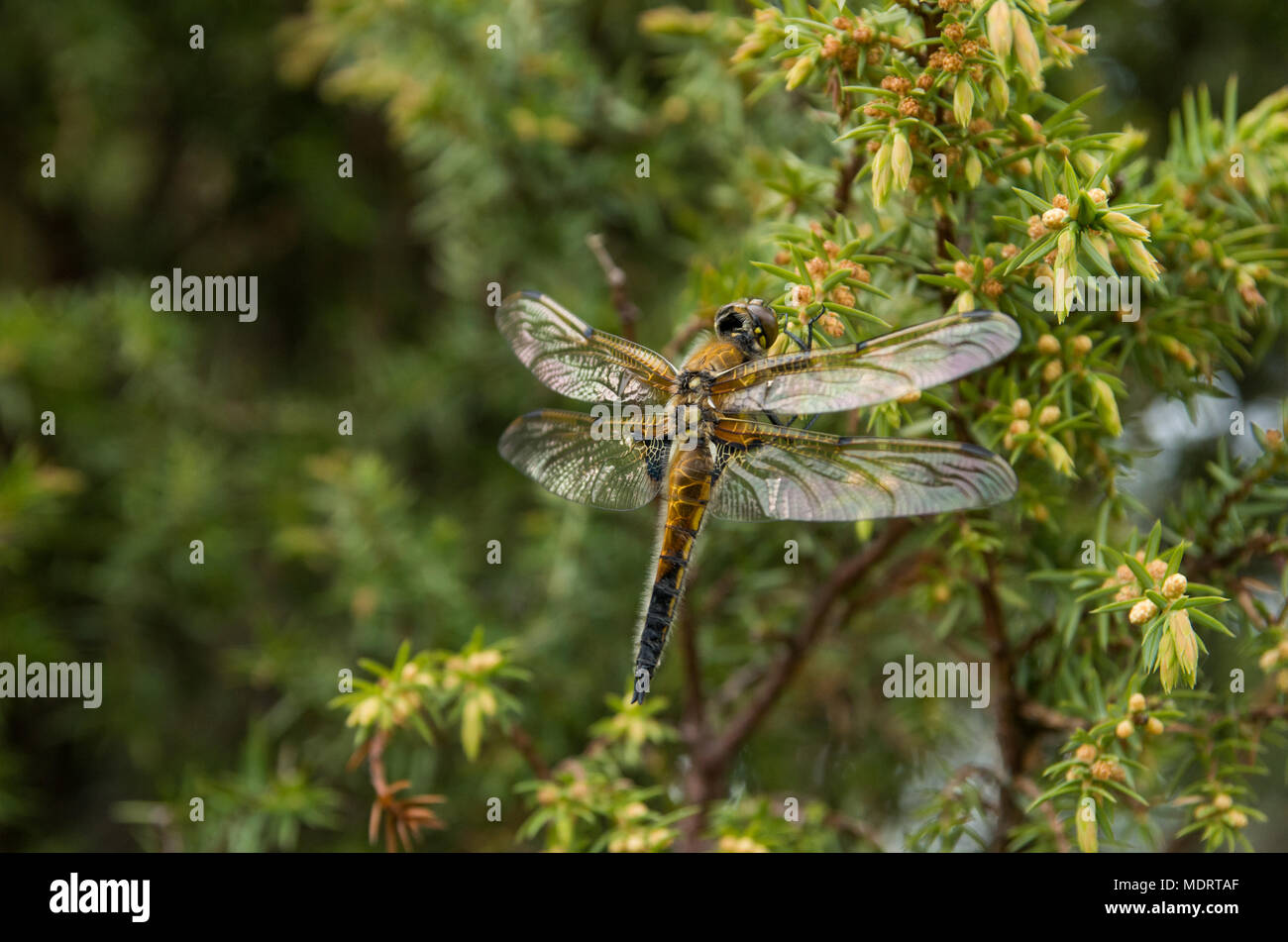 Un close-up di un grande libellula giallastro seduto su un ramo con vegetazione verde come sfondo. Foto Stock