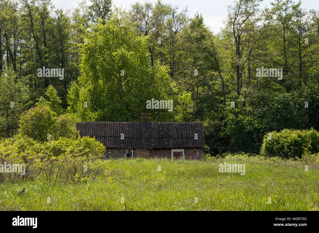 Una vecchia casa ricoperta con erba alta nei pressi di una foresta sull isola estone di Prangli. Superato dalla natura. Foto Stock