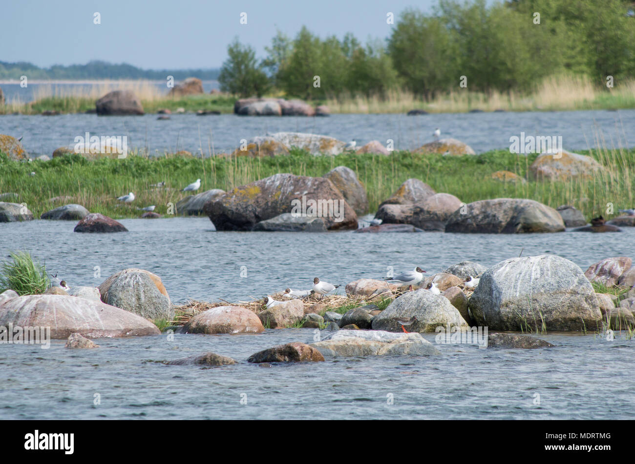 Un nero intitolata gabbiano colonia su pietre in acque poco profonde intorno all isola estone di Prangli nel golfo di Finlandia. Foto Stock