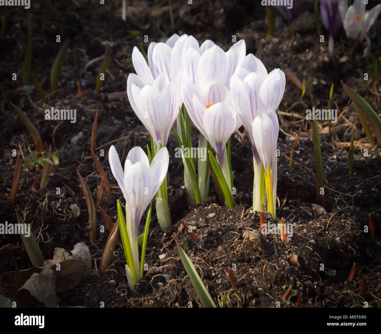 Bianco con venature di colore viola fiori di primavera di crochi crescere nel terreno Foto Stock