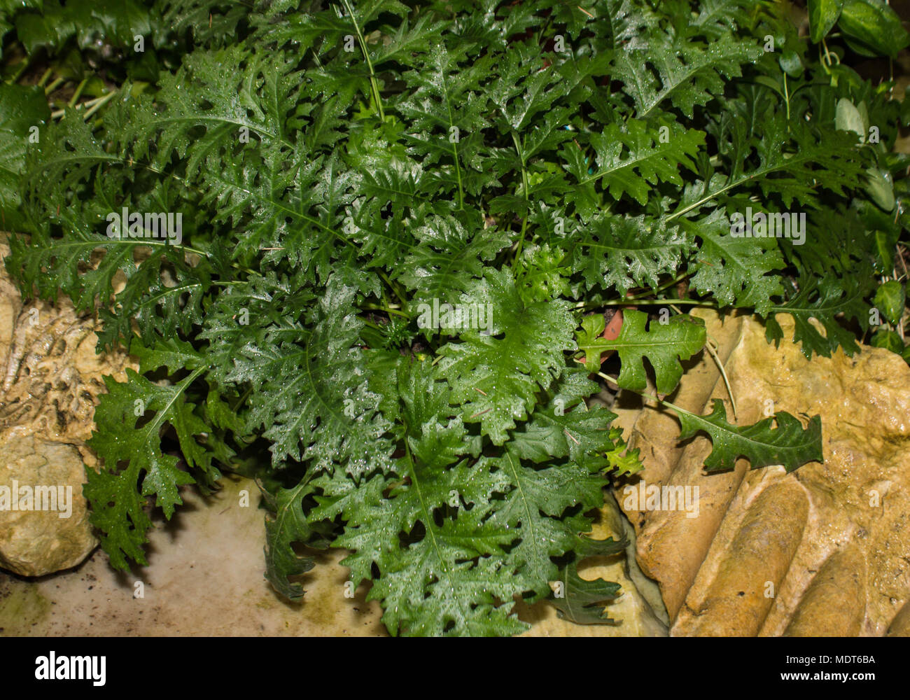 Piante subtropicali le felci tra le pietre Foto Stock