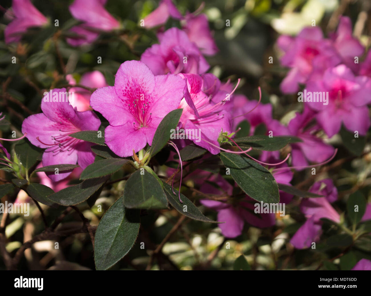 Grandi fiori rosa. piante subtropicali Foto Stock