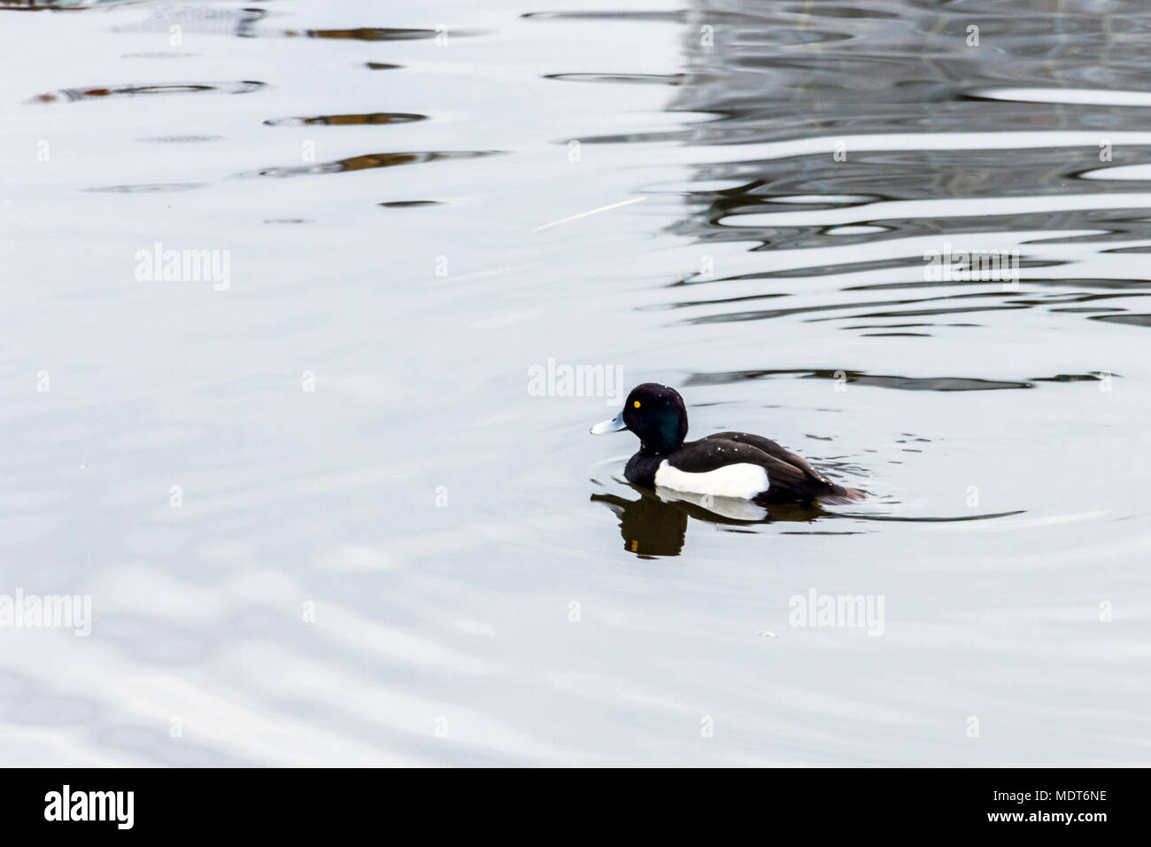 Maschio singolo moretta (Aythya fuligula) nuoto su un laghetto Foto Stock