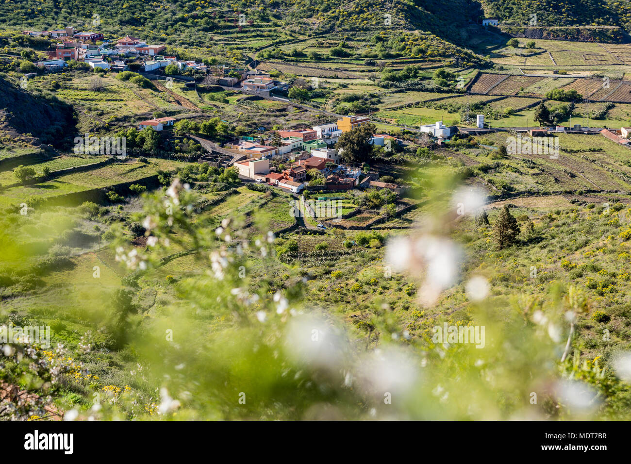 La fertile valle e borgo agricolo della Valle Arriba, vigneti e campi di patate e altre colture sono coltivate qui in primavera, vicino a Santiago del Teide, T Foto Stock