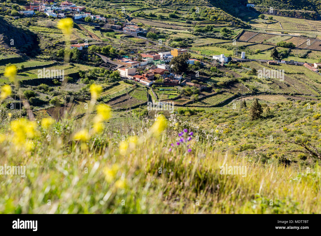La fertile valle e borgo agricolo della Valle Arriba, vigneti e campi di patate e altre colture sono coltivate qui in primavera, vicino a Santiago del Teide, T Foto Stock