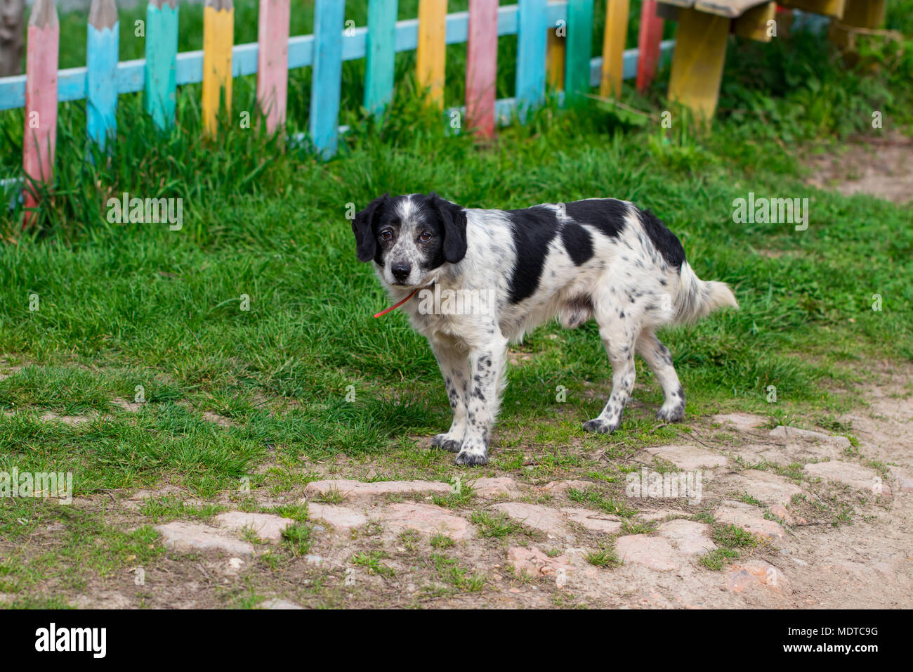 Un cane randagio che sorge nel mezzo di un'autostrada. Foto Stock