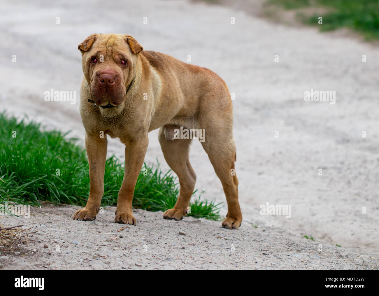 Un cane randagio che sorge nel mezzo di un'autostrada. Foto Stock