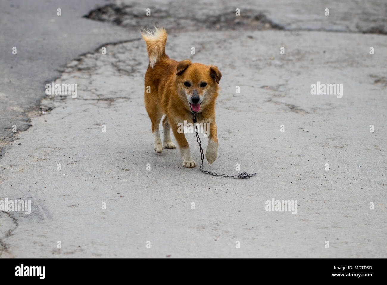 Un cane randagio che sorge nel mezzo di un'autostrada. Foto Stock