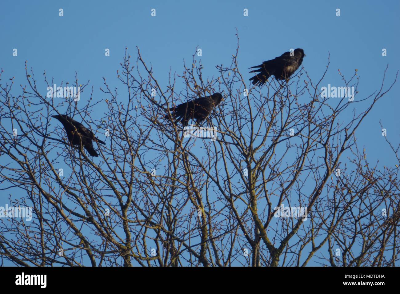 Tre Carrion Crows (Corvus corone) appollaiato sulla cima di un albero sfrondato contro un cielo blu. Bowling Green Marsh, Topsham, Exeter, Devon, Regno Unito. Aprile, 2018. Foto Stock