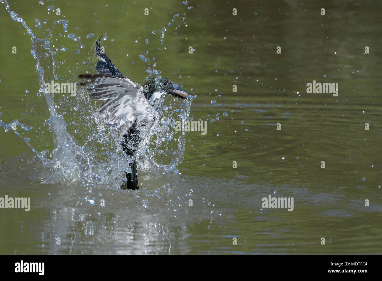 Azione girato di amazon kingfisher (Chloroceryle amazona), immersioni subacquee con pesce catturato, Brasile, Pantanal Foto Stock