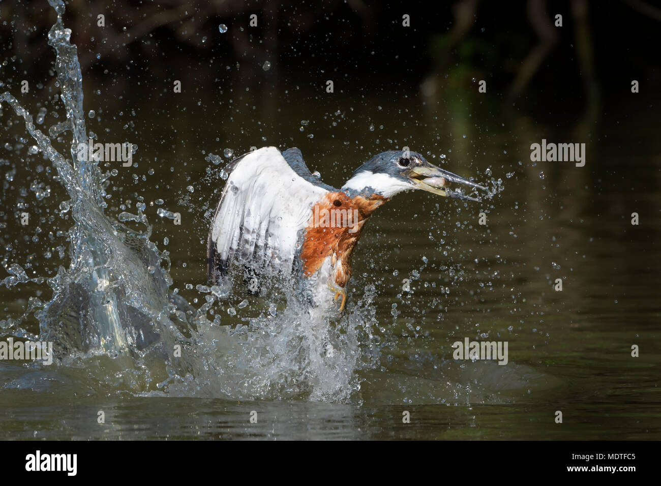 Azione girato di inanellare kingfisher (Megaceryle torquata), immersioni subacquee con pesce catturato, Brasile, Pantanal Foto Stock