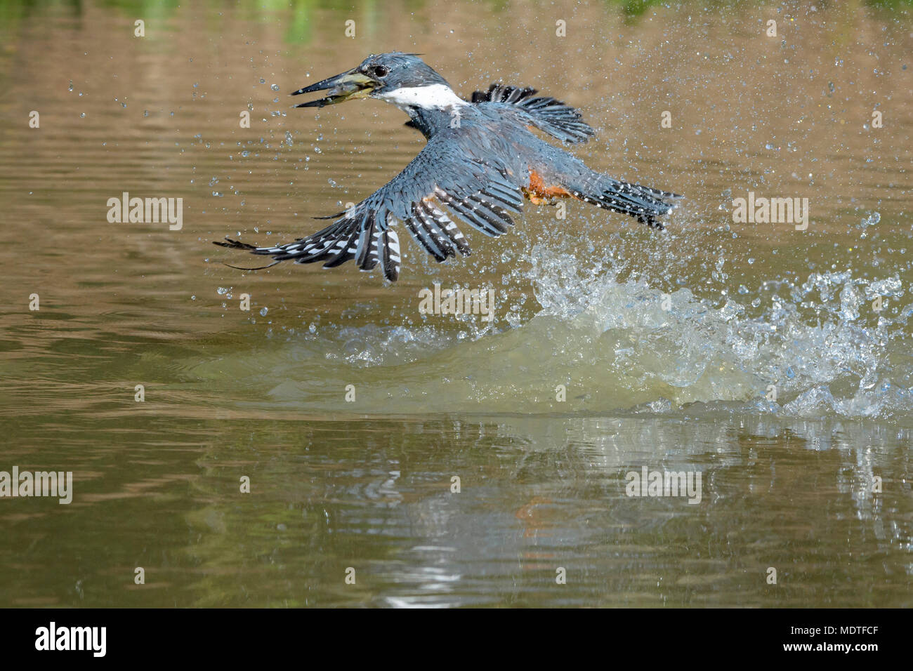 Di inanellare kingfisher (Megaceryle torquata), immersioni subacquee con pesce catturato, Brasile, Pantanal Foto Stock