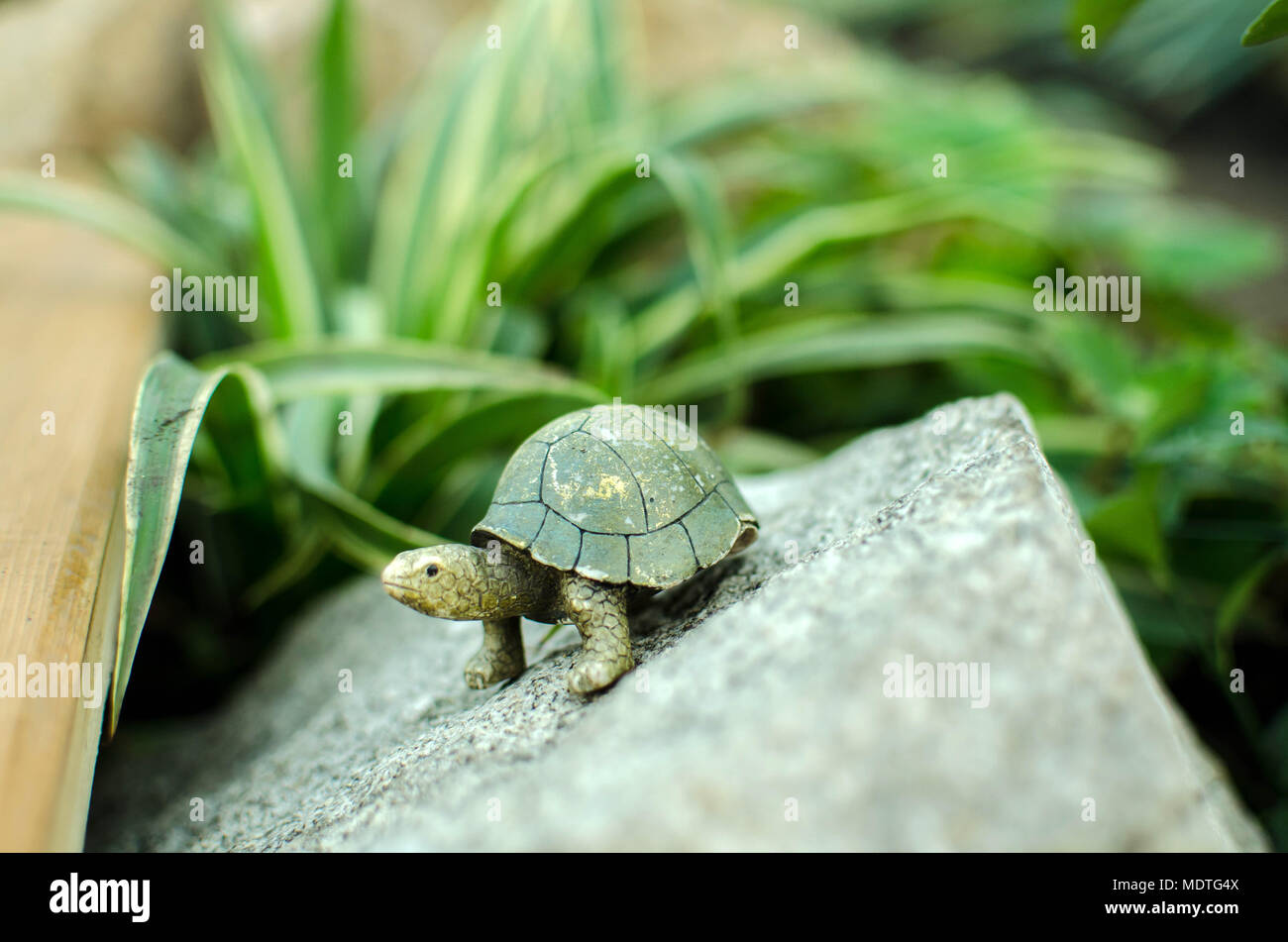 Piccola tartaruga verde sulla roccia Foto Stock