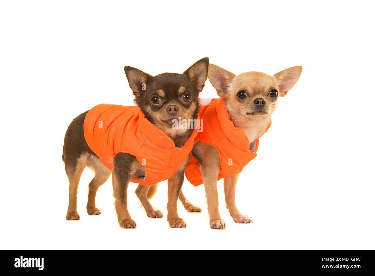 Due chihuahua cani in piedi in rivestimenti di colore arancione su sfondo bianco Foto Stock