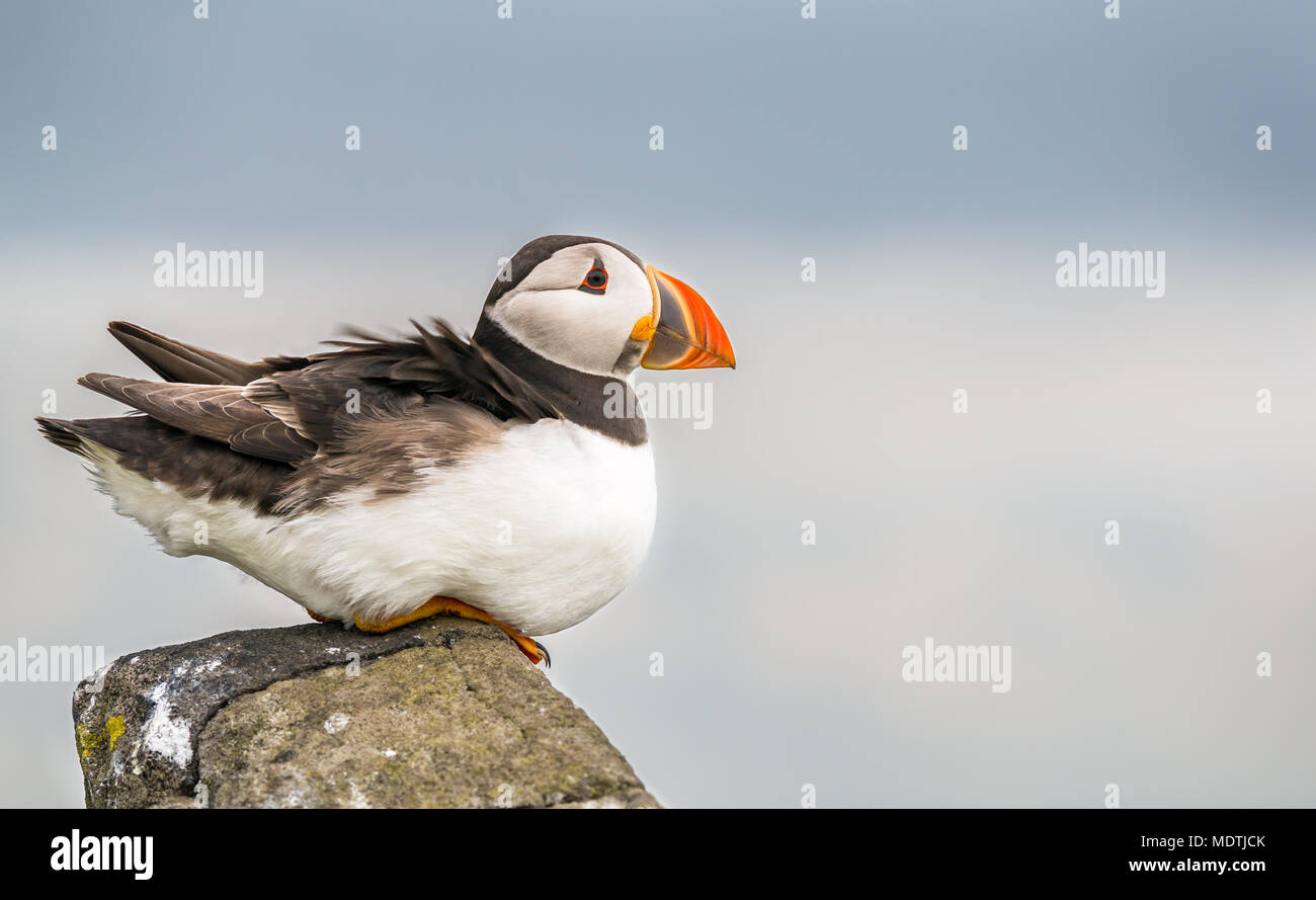Close up solitaria di Atlantic puffini, Fratercula arctica, arroccato sulla scogliera bordo nel vento forte, Isola di maggio, Firth of Forth, Scotland, Regno Unito Foto Stock