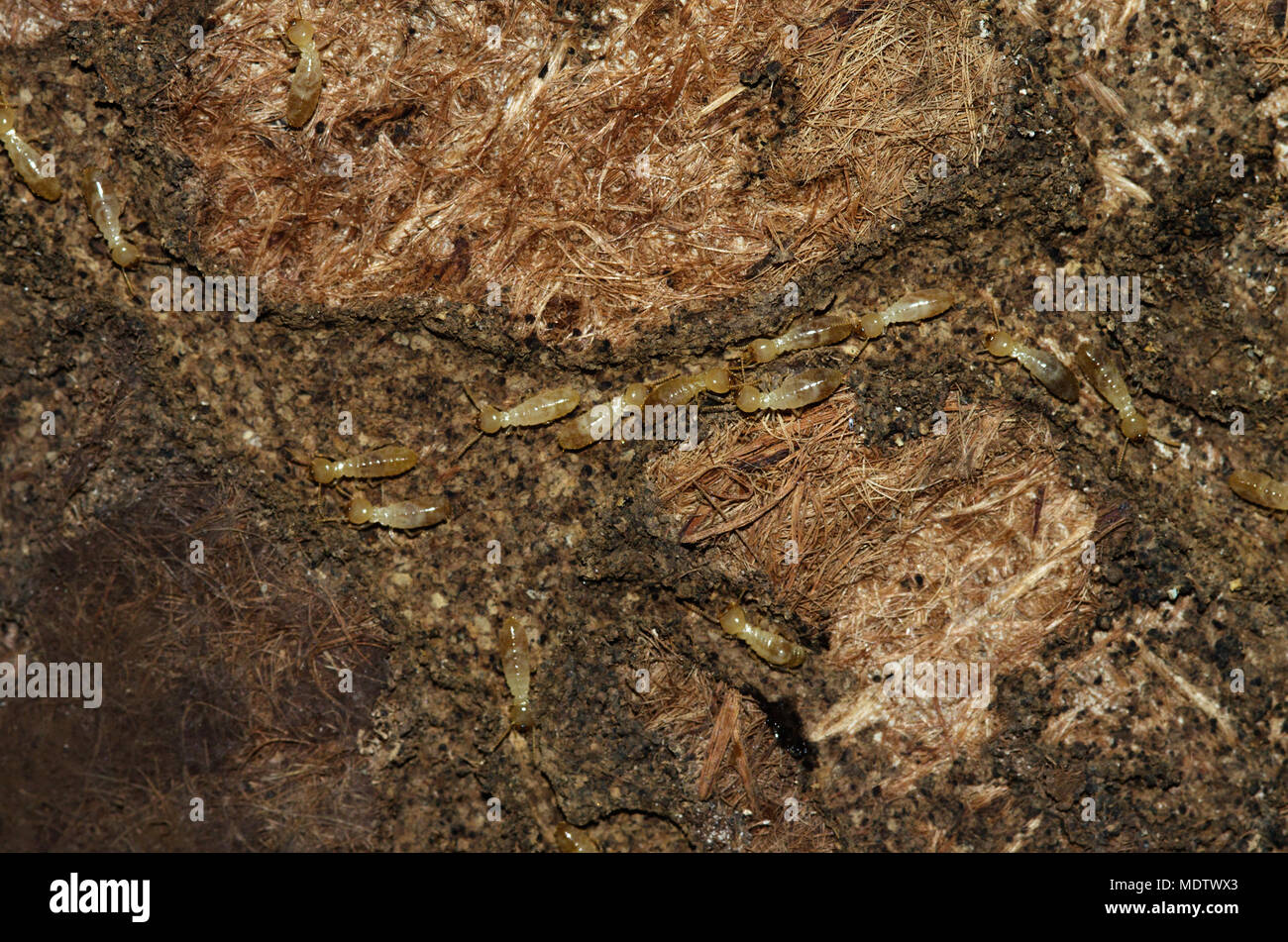 Lavoratori Termite di Kalotermes flavicollis specie tunneling di un vecchio e la moquette marcio. Morbida e di colore pallido corpo. Foto Stock
