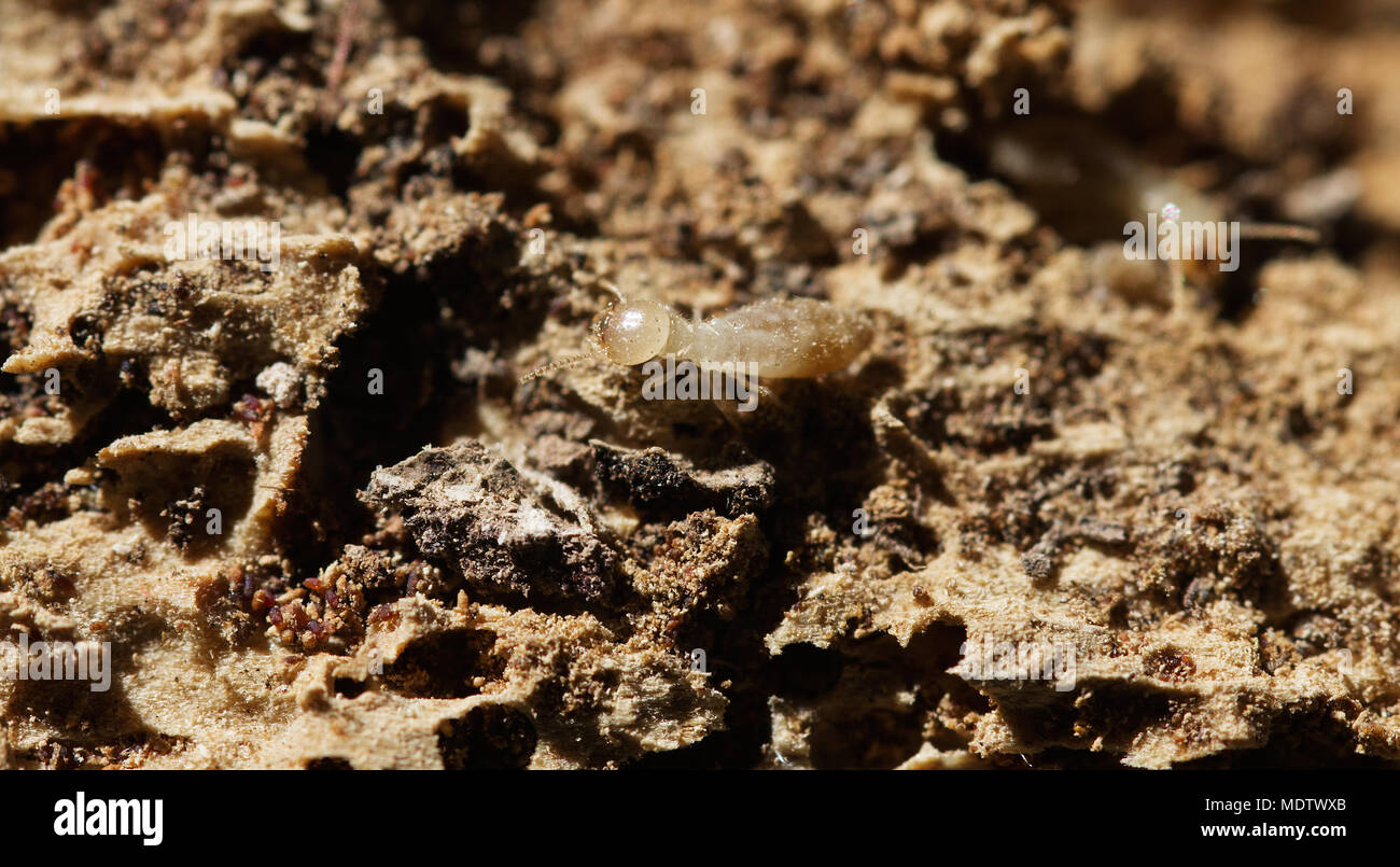 Termite lavoratori andando oltre distrutti, legno marcio, gallerie e pellet fecali (termite pollina). Morbida e di colore pallido corpo. Foto Stock