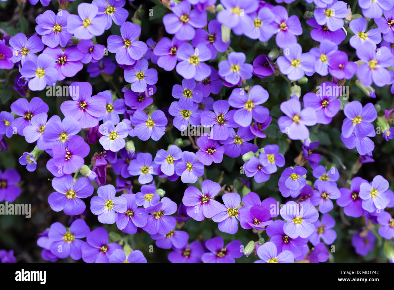 Aubrieta deltoidea (Famiglia Cruciferae), anche rockcress viola. Impianto di tallonamento ampiamente coltivata in rock gardens Foto Stock