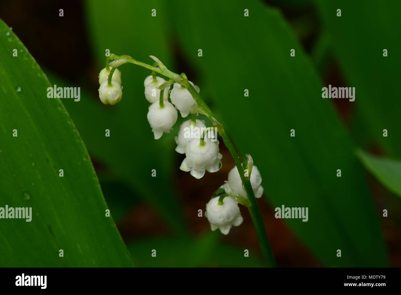 Il ramo fiore il giglio della valle in gocce di pioggia a molla Foto Stock