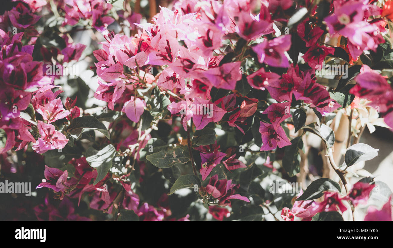 Fucsia bouganville sfondo, 16:9, filtro retrò Foto Stock