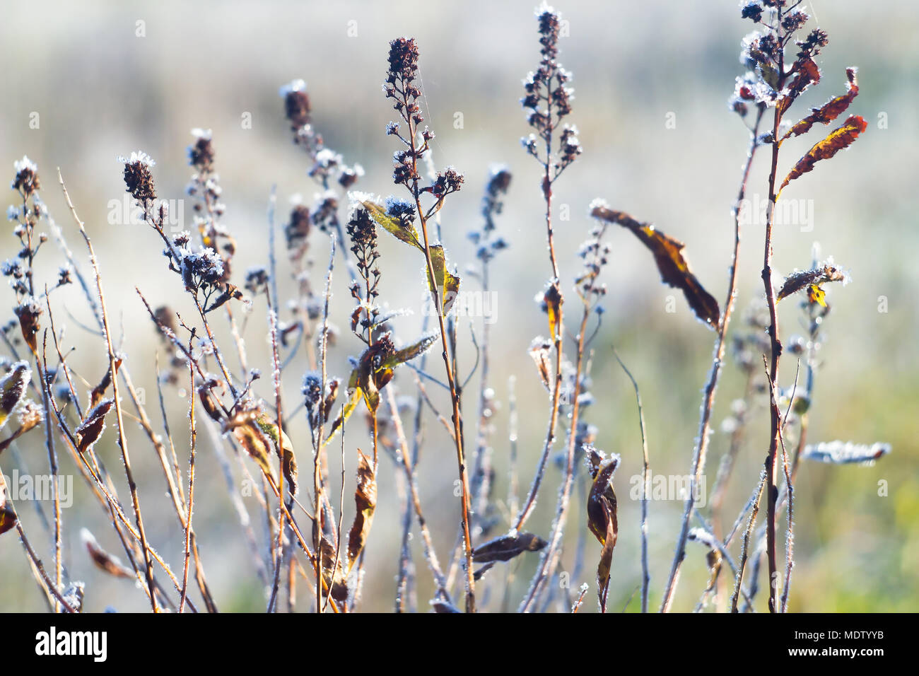 Primo gelo su erba secca nel tardo autunno Foto Stock