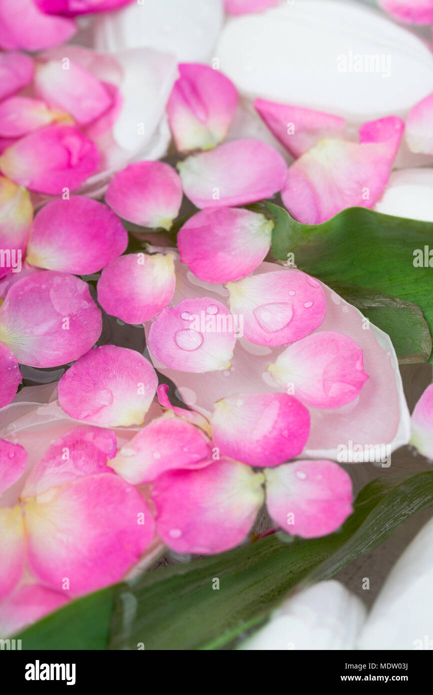 Bellezza, tenerezza, spa concept. Ci sono adorabili e pezzi di fiori diversi posti in acqua pulita, rosa e bianco petali di fiori che sbocciano coprire tutta la superficie di esso Foto Stock