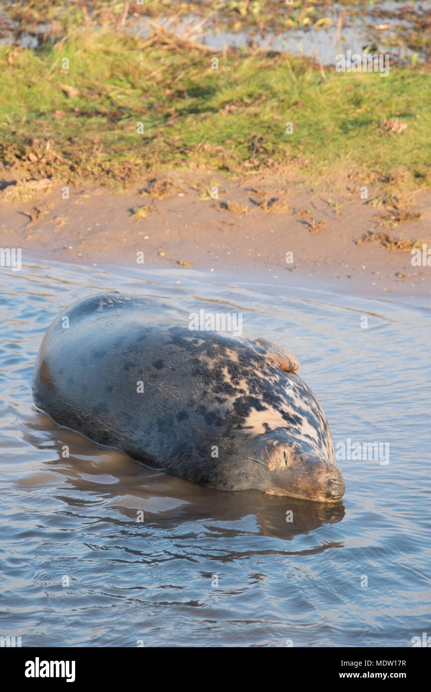 Donna Nook, Lincolnshire, Regno Unito - Nov 16: guarnizione di grigio vengono a riva per la stagione del parto si trova nei fondali bassi il 16 Nov 2016 a Donna Nook santuario di tenuta Foto Stock